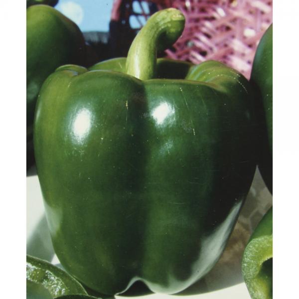 Jumbo Still organic green pepper 20 seeds